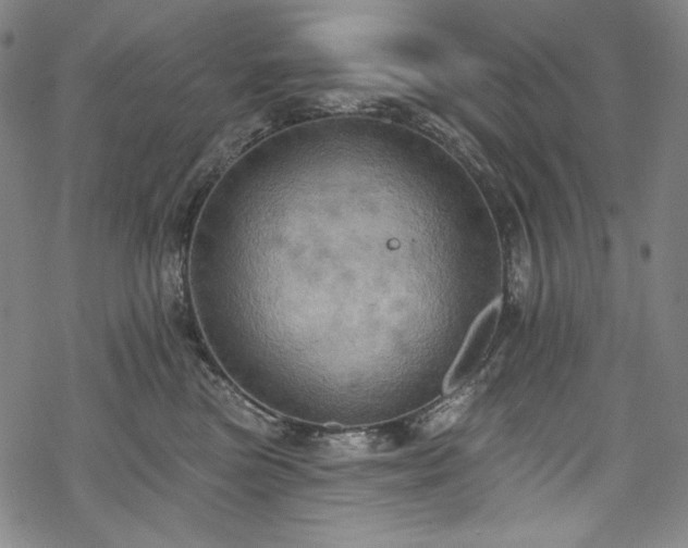 X0000068740473200605051455