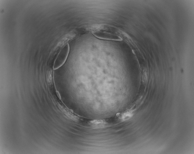 X0000068740477200605051455