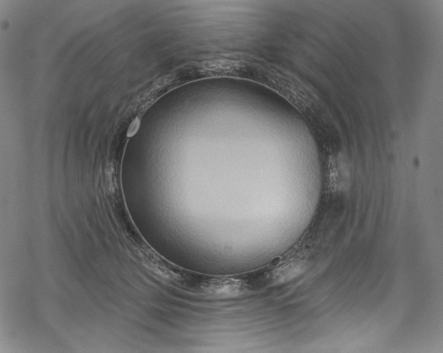 X0000068740514200605051454