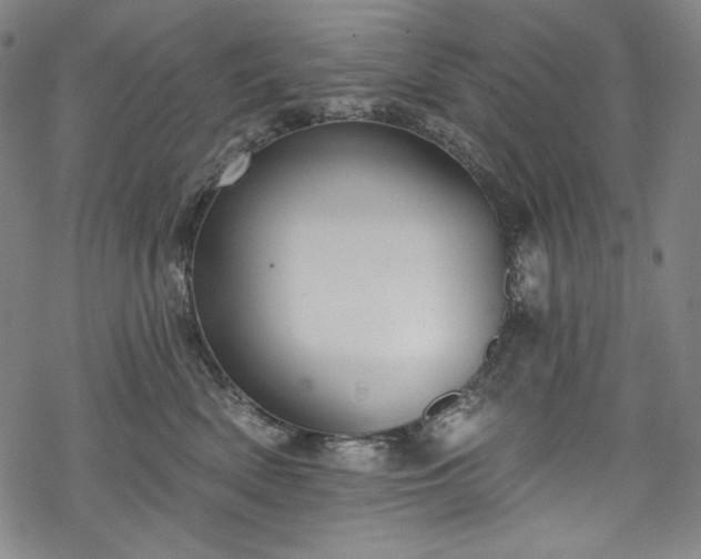 X0000068740522200605051454