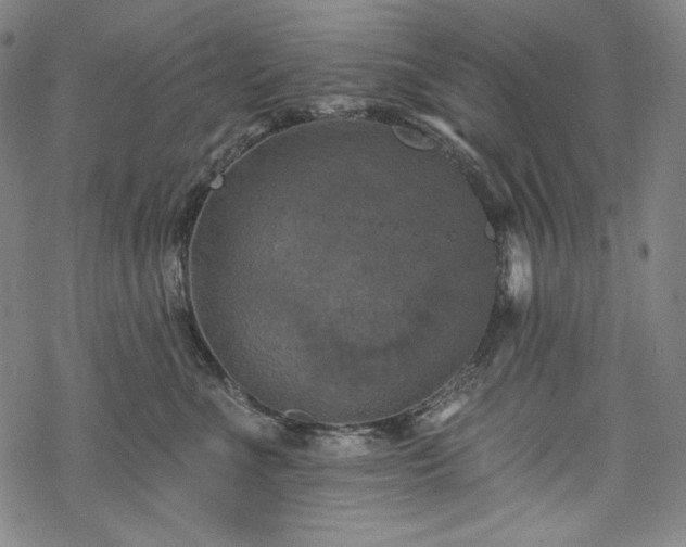 X0000068740523200605051454