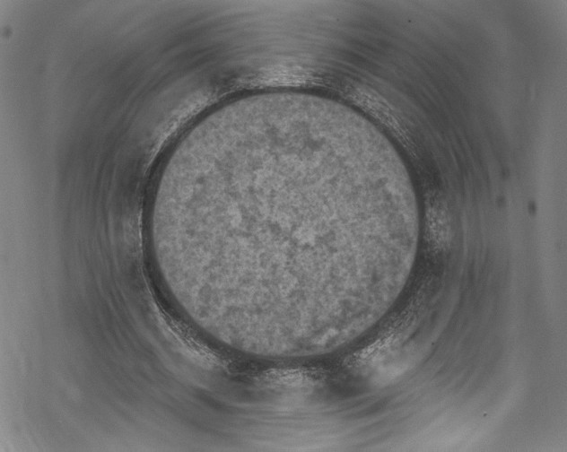 X0000068740534200605051453