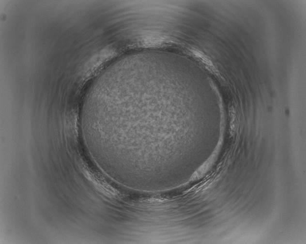 X0000068740542200605051453