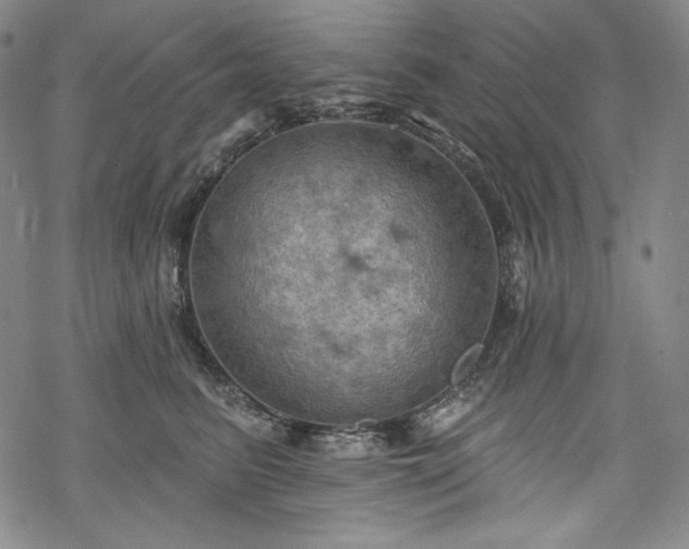 X0000068740615200605051453