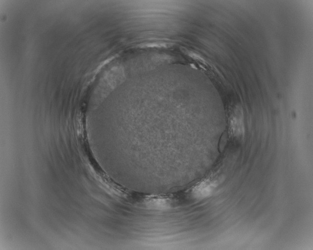 X0000068740620200605051453