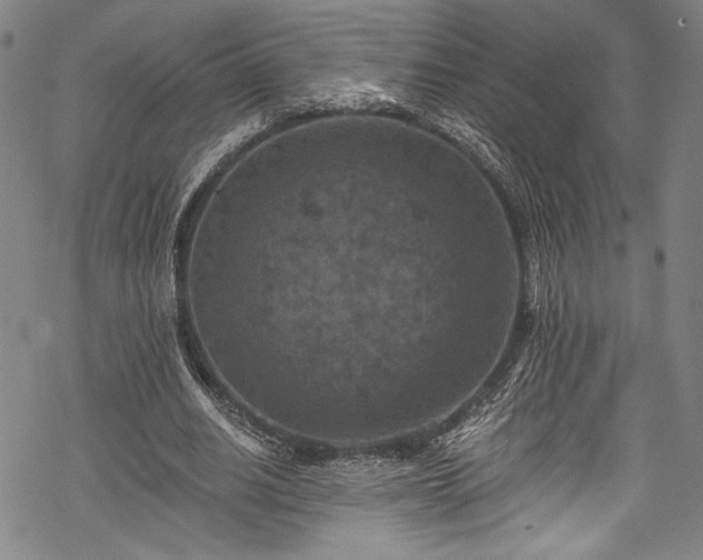 X0000068740630200605051452