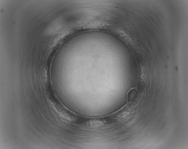 X0000068740636200605051452