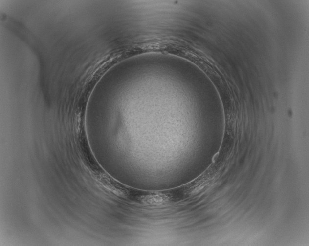 X0000068740652200605051452