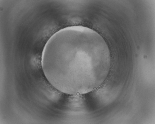 X0000068740672200605051452