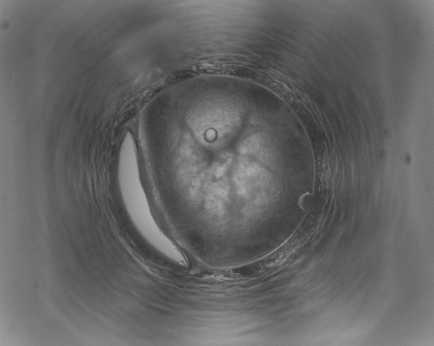 X0000068740703200605051451