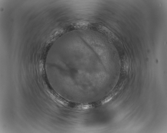 X0000068740711200605051451