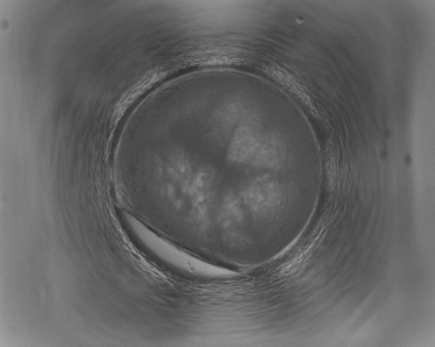 X0000068740721200605051450