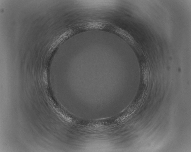 X0000068740729200605051450