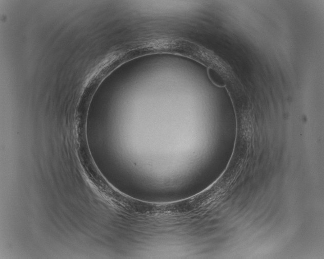 X0000068740730200605051450