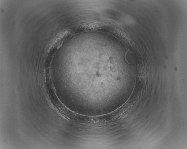 X0000068740738200605051450