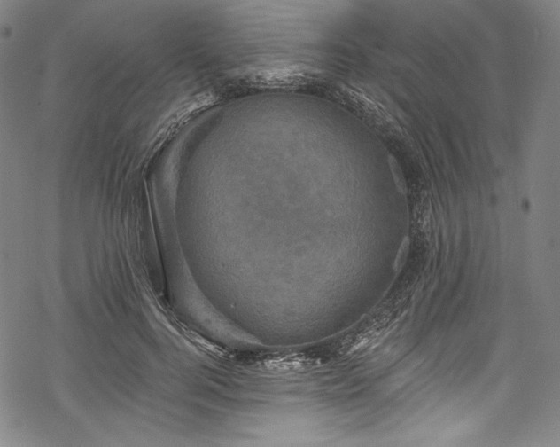 X0000068740744200605051450