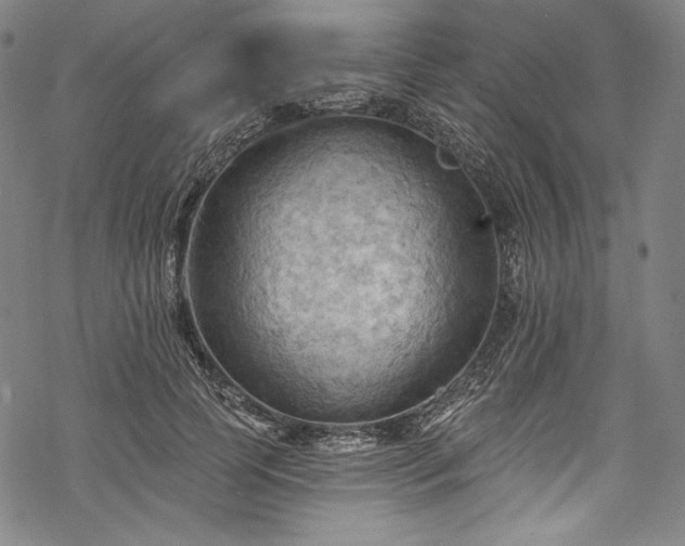 X0000068740745200605051450