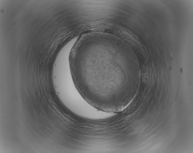 X0000068740748200605051450