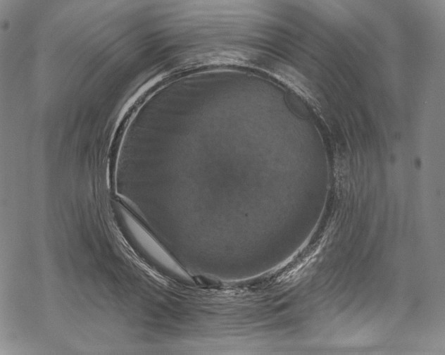 X0000068740790200605051450