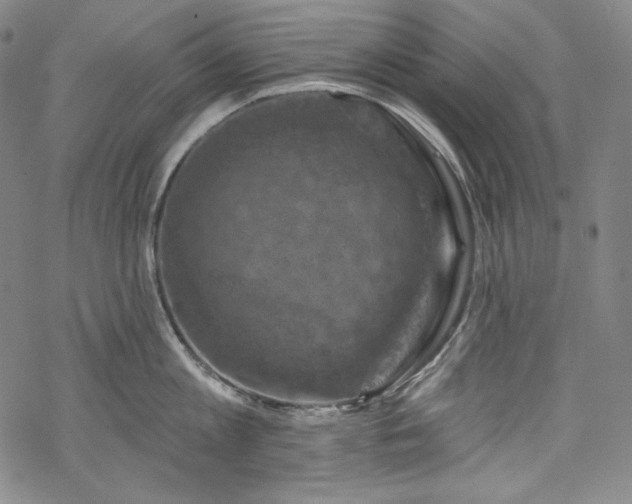 X0000068740813200605051449