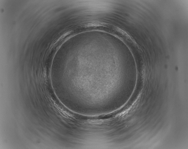 X0000068740825200605051449