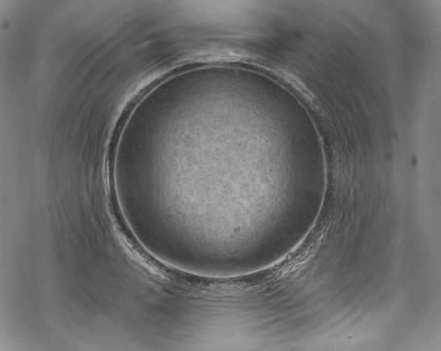 X0000068740840200605051449