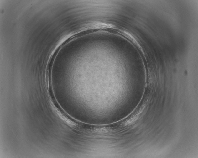 X0000068740843200605051449