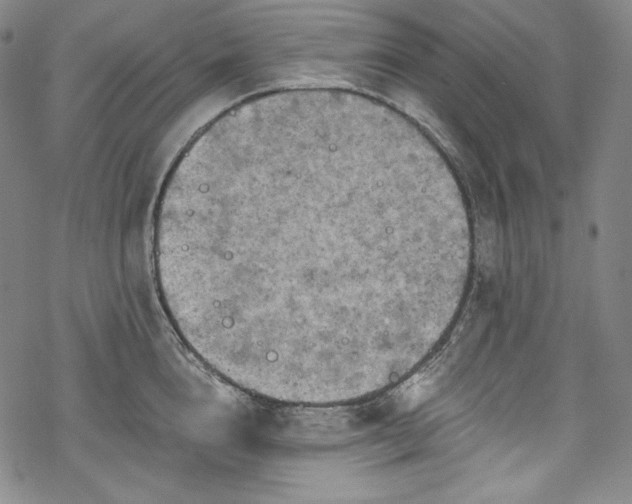 X0000068740856200605051449