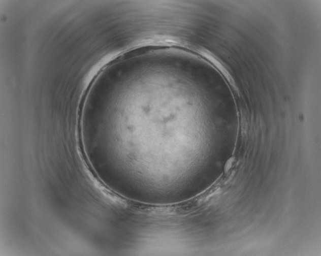 X0000068740861200605051449