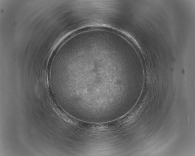 X0000068740887200605051448