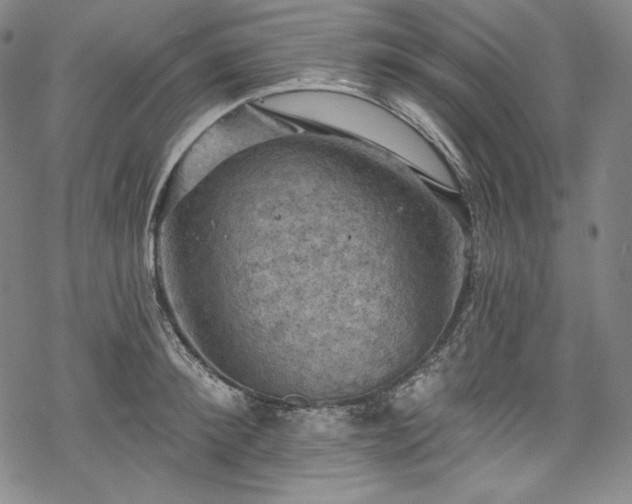 X0000068740900200605051448