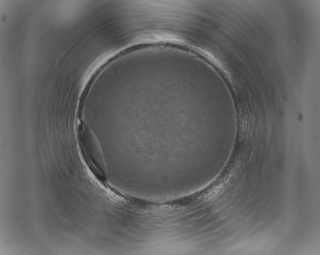 X0000068740943200605051447