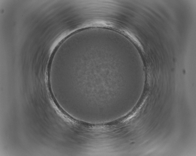 X0000068740944200605051447