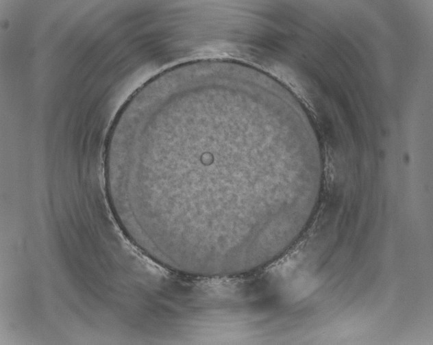 X0000068740950200605051447