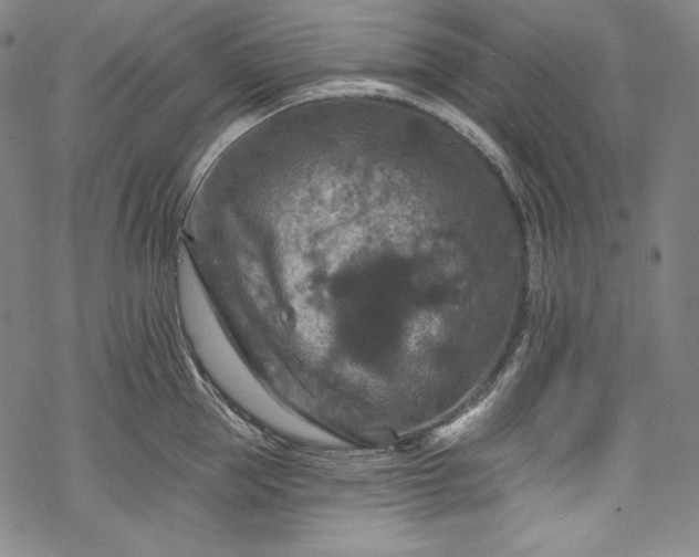 X0000068740953200605051448