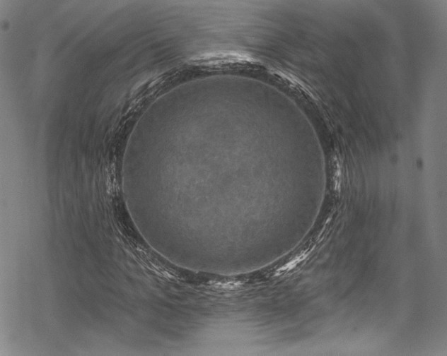 X0000068740965200605051447