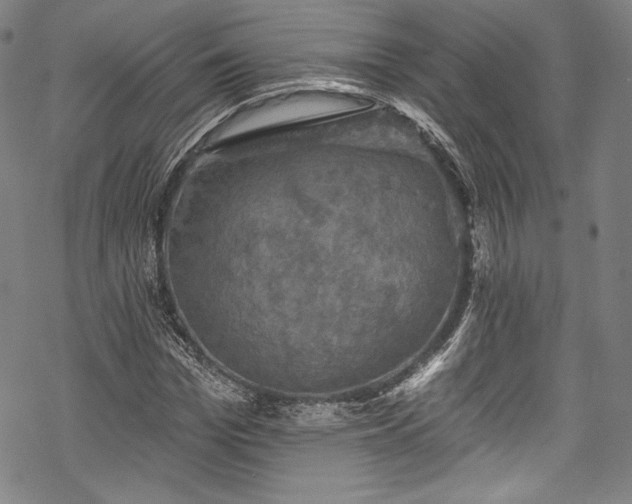 X0000068740969200605051447