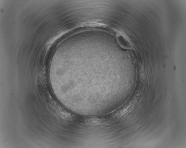 X0000068740971200605051447