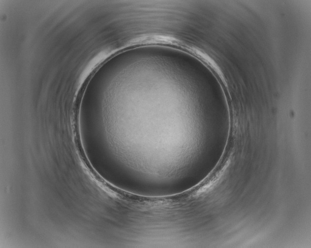 X0000068740997200605051446