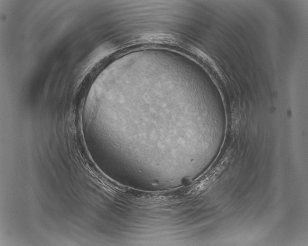 X0000068741019200605051445