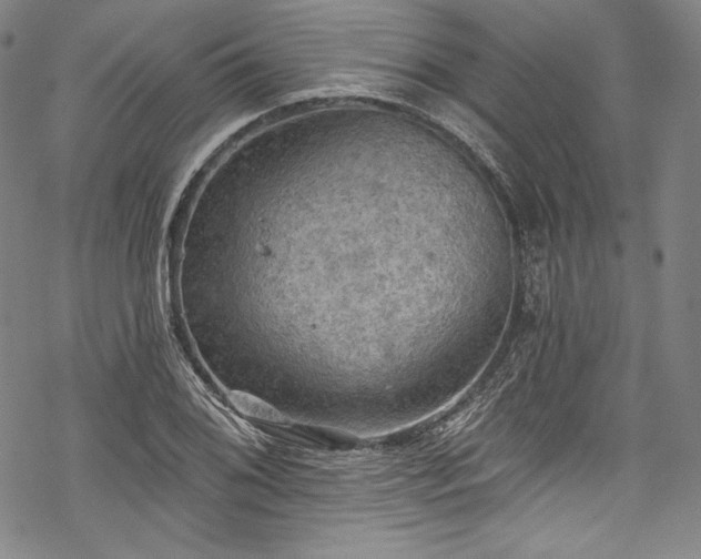 X0000068741076200605051445