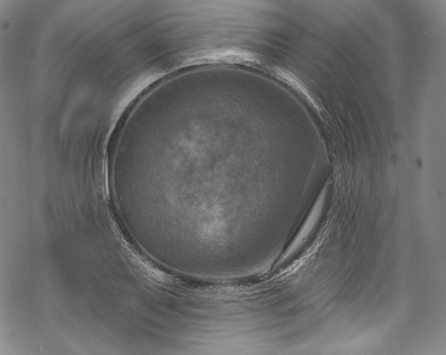 X0000068741079200605051445