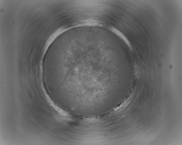 X0000068741099200605051444