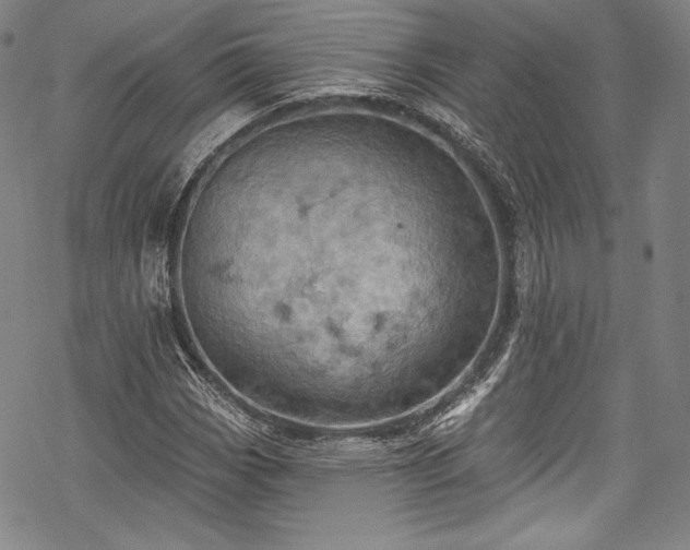 X0000068741113200605051444