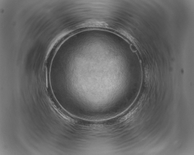 X0000068741123200605051444