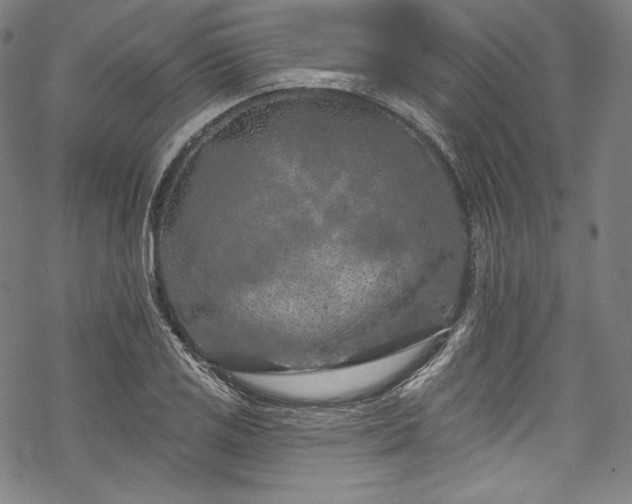 X0000068741125200605051444