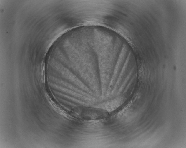 X0000068741126200605051444