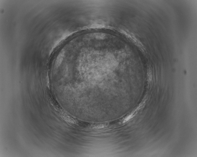 X0000068741262200605051442