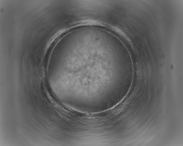 X0000068741318200605051441