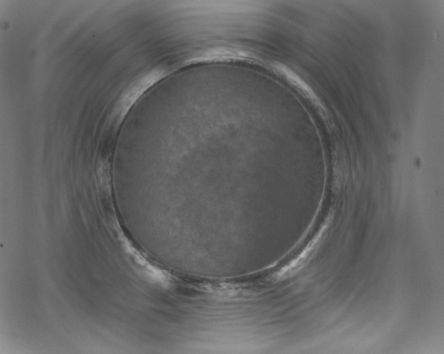 X0000068741329200605051441